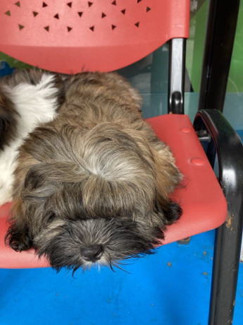 active-cute-shi-tzu-for-rehoming-big-1