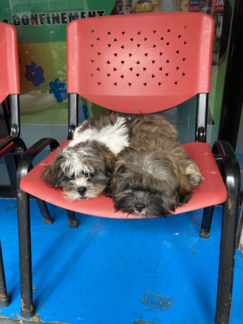 active-cute-shi-tzu-for-rehoming-big-5