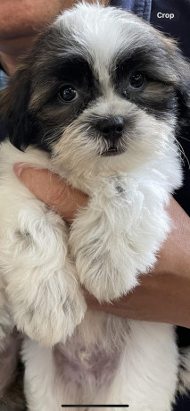 active-cute-shi-tzu-for-rehoming-big-2