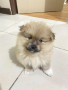 dog-pomeranian-small-0