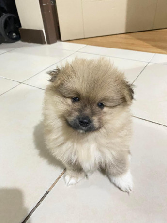 dog-pomeranian-big-1