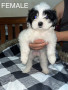 pure-breed-lhasa-apso-small-2