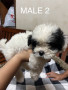 pure-breed-lhasa-apso-small-1