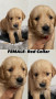 golden-retriever-puppies-small-0