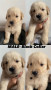 golden-retriever-puppies-small-2