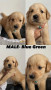 golden-retriever-puppies-small-1