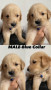 golden-retriever-puppies-small-3