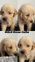 golden-retriever-puppies-small-4