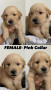 golden-retriever-puppies-small-5