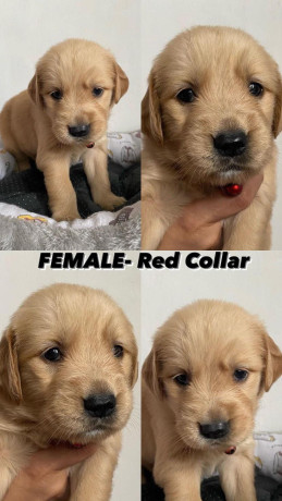 golden-retriever-puppies-big-0