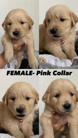 golden-retriever-puppies-big-5