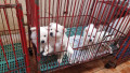 japanese-spitz-puppies-small-0