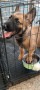 for-sale-belgian-malinois-puppies-small-2