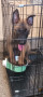 for-sale-belgian-malinois-puppies-small-4