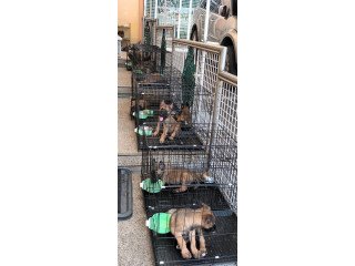 For Sale: Belgian Malinois Puppies