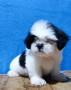 shih-tzu-puppy-small-0