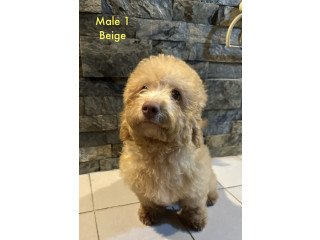 Maltipoo for sale/rehome