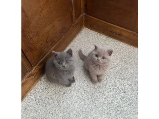 Adopt british shorthair kittens