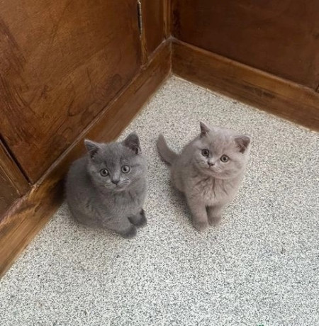 adopt-british-shorthair-kittens-big-0