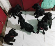 doberman-x-labrador-puppies-small-2