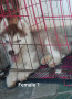 puppies-for-sale-small-1