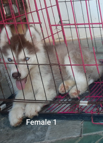 puppies-for-sale-big-1