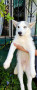 pure-siberian-husky-two-males-small-0