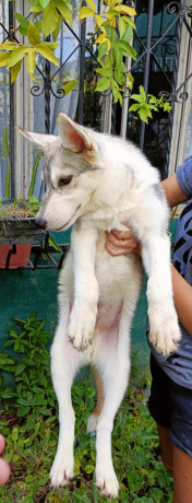 pure-siberian-husky-two-males-big-1