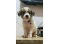 jack-russel-terrier-x-japanese-spitz-small-0