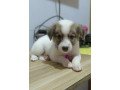 jack-russel-terrier-x-japanese-spitz-small-3