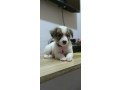 jack-russel-terrier-x-japanese-spitz-small-1