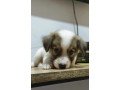 jack-russel-terrier-x-japanese-spitz-small-2