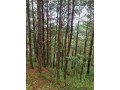 219-hectare-lot-for-sale-mountainside-estate-in-baguio-city-small-0