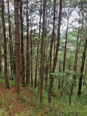 219-hectare-lot-for-sale-mountainside-estate-in-baguio-city-big-0