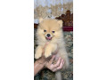 pomeranian-puppy-small-1