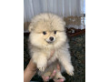 pomeranian-puppy-small-0