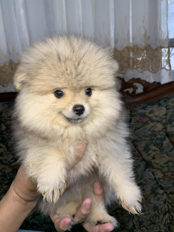 pomeranian-puppy-big-0