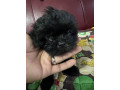 shih-tzu-puppy-small-0