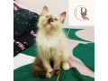 himalayan-kitten-small-0