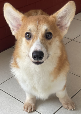 pembroke-welsh-corgi-big-0