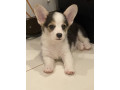 corgi-puppy-looking-for-furever-home-small-0