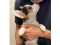 corgi-puppy-looking-for-furever-home-small-1