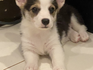 Corgi Puppy Looking for FurEver Home