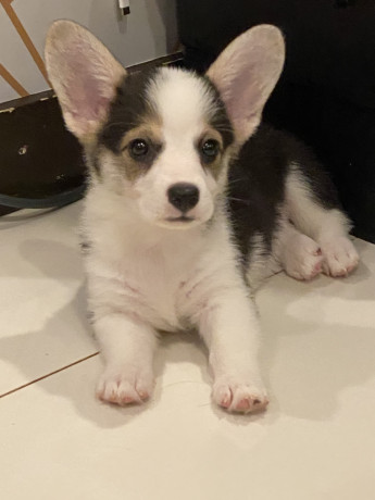 corgi-puppy-looking-for-furever-home-big-0