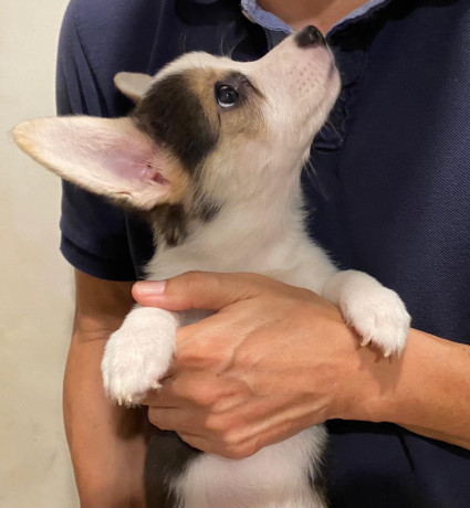 corgi-puppy-looking-for-furever-home-big-1