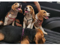 looking-for-beagle-puppies-small-0