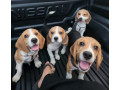 looking-for-beagle-puppies-small-2