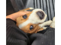 looking-for-beagle-puppies-small-5