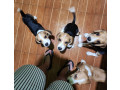 looking-for-beagle-puppies-small-4