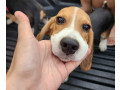 looking-for-beagle-puppies-small-3